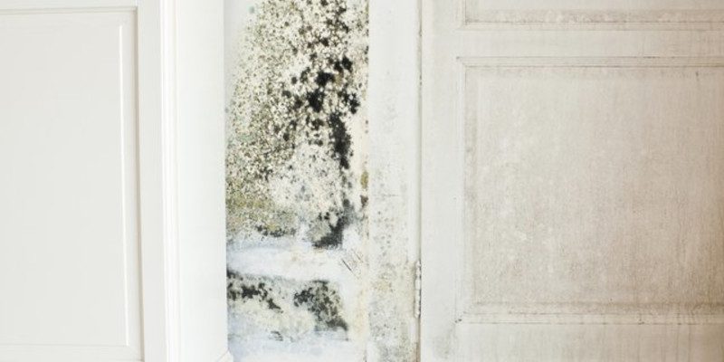 Mold Damage, Columbia, South Carolina
