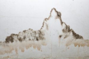 When to Call for Mold Testing if You Suspect It in Your Home