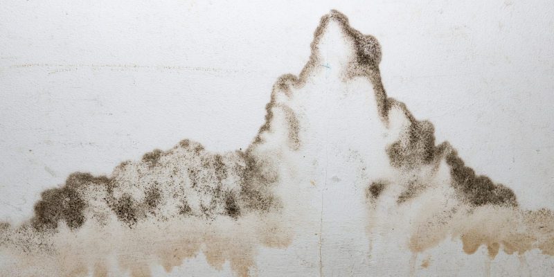 When to Call for Mold Testing if You Suspect It in Your Home