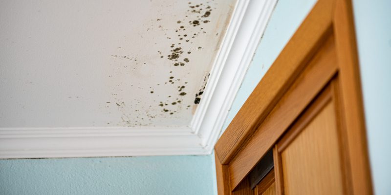 Mold Inspection: How to Know if That Smell Is Actually Mold 